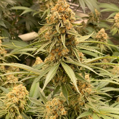 GI Jane growlog timeline photo