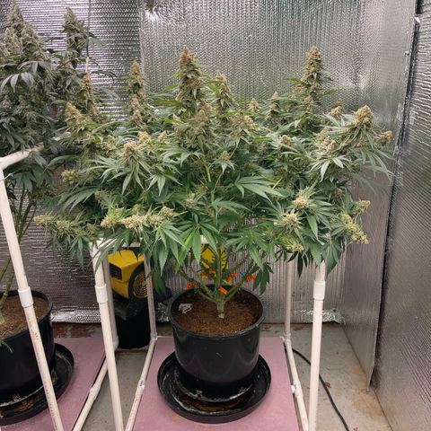 GI Jane growlog timeline photo