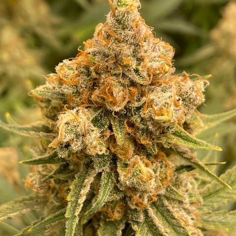 GI Jane growlog timeline photo