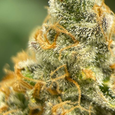 GI Jane growlog timeline photo