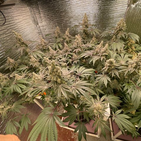 Princess Grodd growlog timeline photo