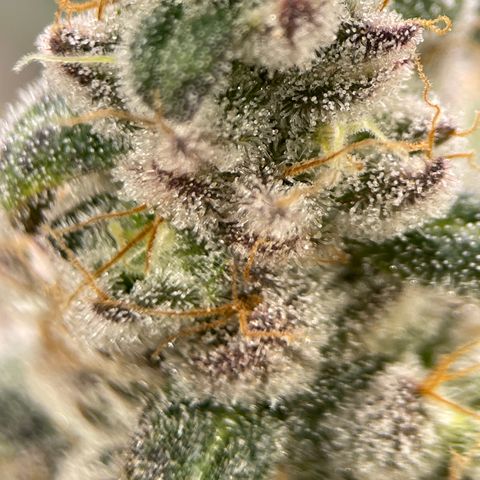Princess Grodd growlog timeline photo