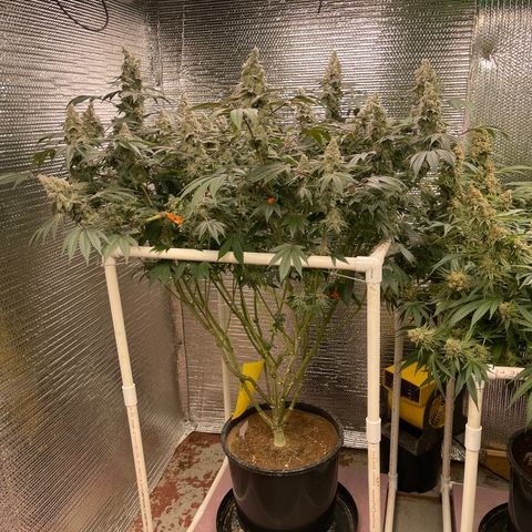 Princess Grodd growlog timeline photo
