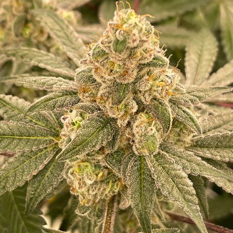 Princess Grodd growlog timeline photo