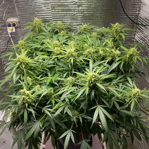Candy Cane growlog timeline photo