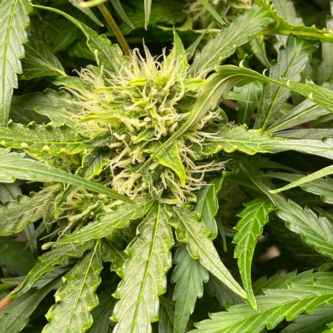 Candy Cane growlog timeline photo