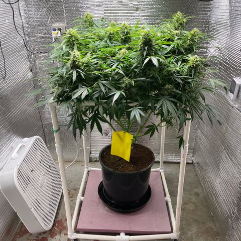 Candy Cane growlog timeline photo