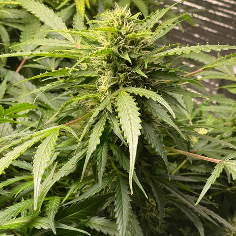Candy Cane growlog timeline photo