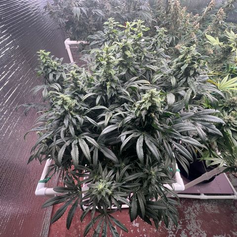 Lucyfur growlog timeline photo
