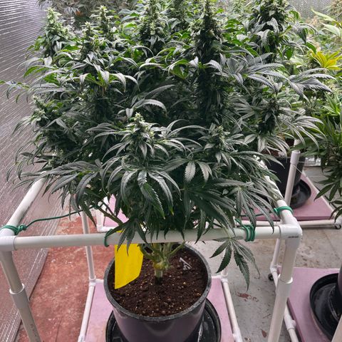 Lucyfur growlog timeline photo