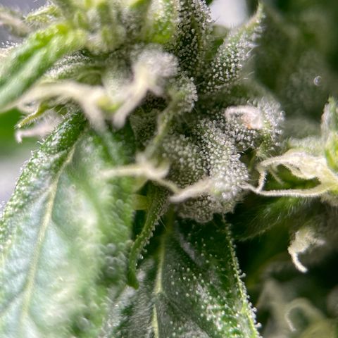 Lucyfur growlog timeline photo