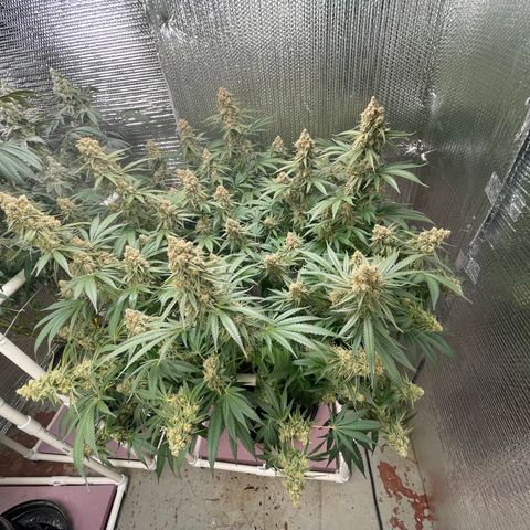 GI Jane growlog timeline photo