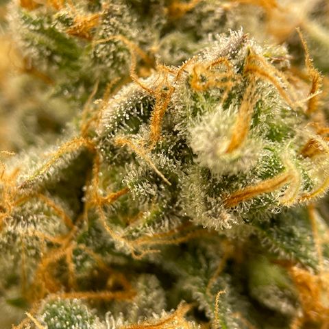 GI Jane growlog timeline photo