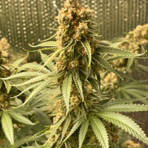 GI Jane growlog timeline photo