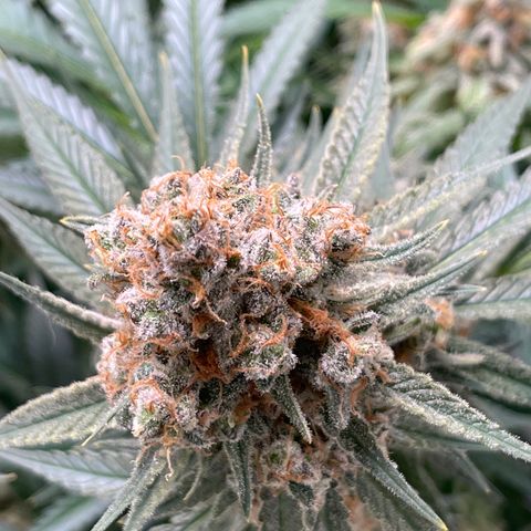 GI Jane growlog timeline photo