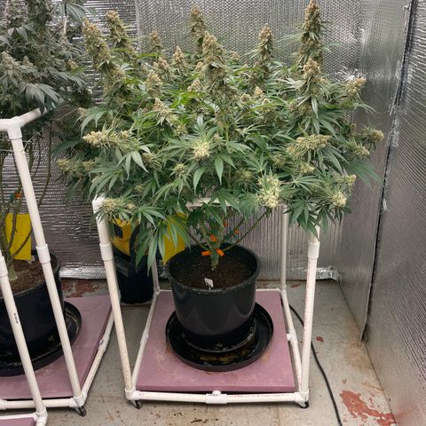 GI Jane growlog timeline photo