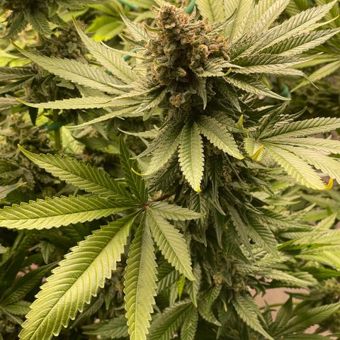 Harle Quin growlog timeline photo