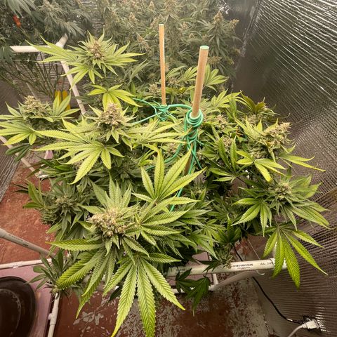 Harle Quin growlog timeline photo