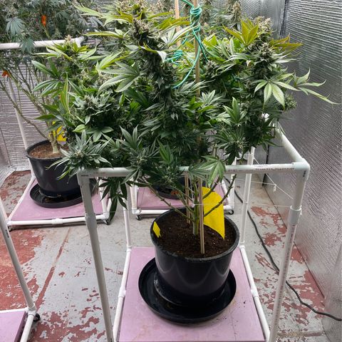 Harle Quin growlog timeline photo