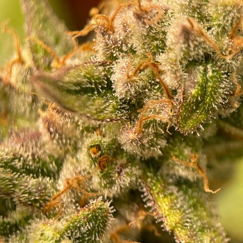 Harle Quin growlog timeline photo
