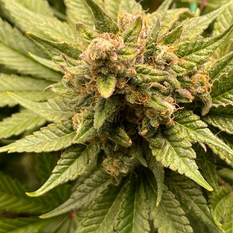 Harle Quin growlog timeline photo