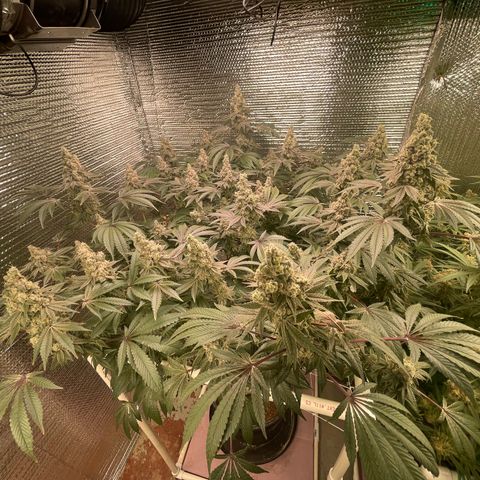 Princess Grodd growlog timeline photo