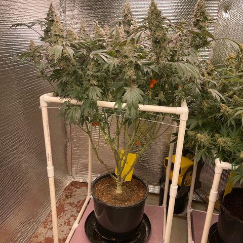 Princess Grodd growlog timeline photo