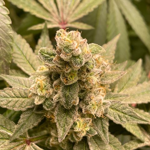 Princess Grodd growlog timeline photo