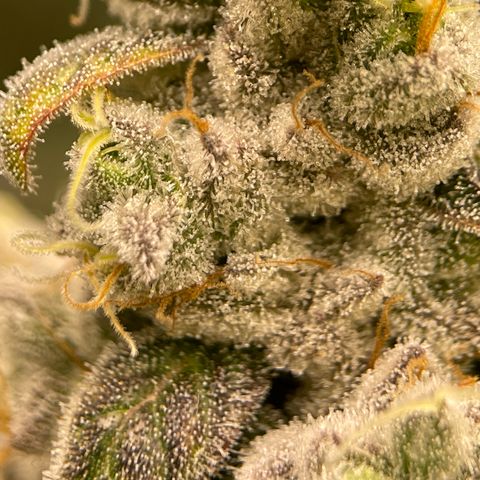 Princess Grodd growlog timeline photo