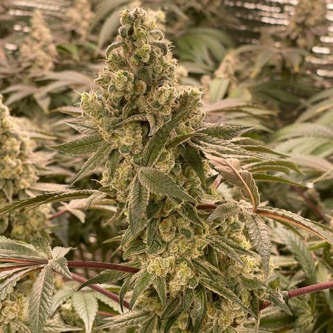 Princess Grodd growlog timeline photo