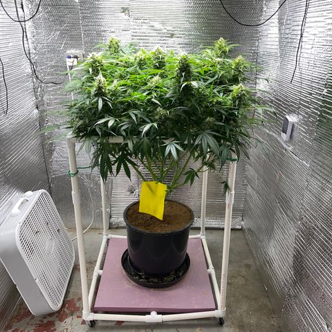 Candy Cane growlog timeline photo