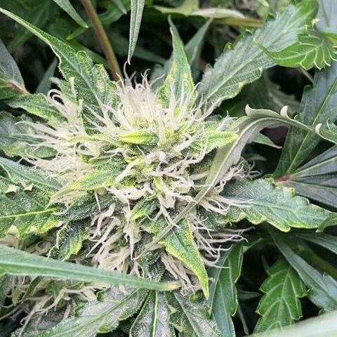 Candy Cane growlog timeline photo
