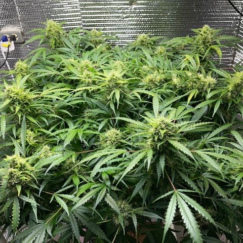 Candy Cane growlog timeline photo