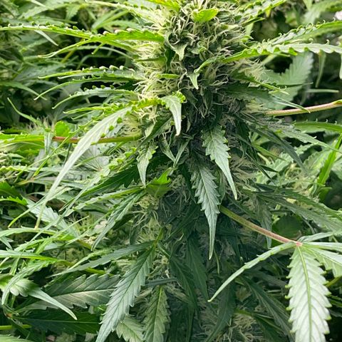 Candy Cane growlog timeline photo