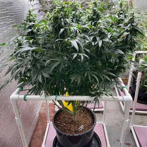 Lucyfur growlog timeline photo