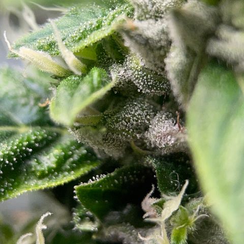 Lucyfur growlog timeline photo