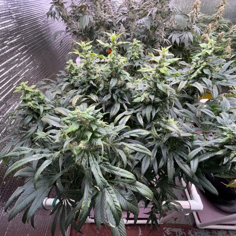 Lucyfur growlog timeline photo