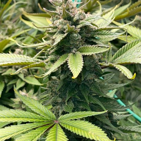 Harle Quin growlog timeline photo