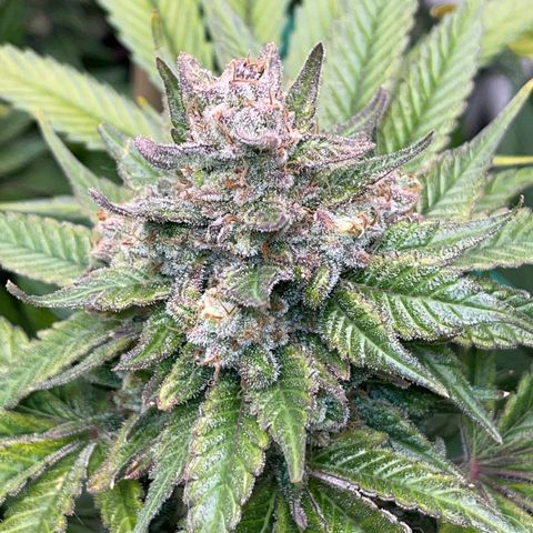 Harle Quin growlog timeline photo