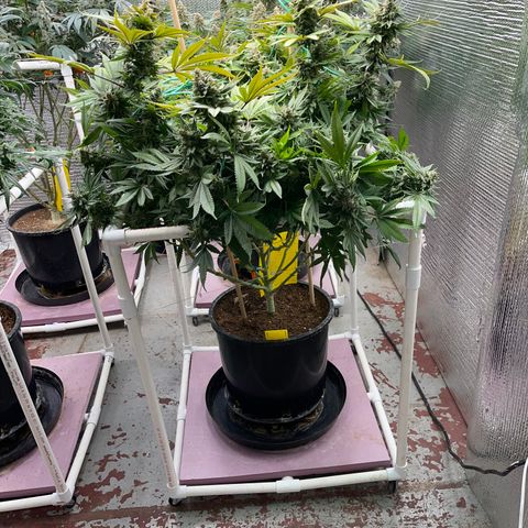 Harle Quin growlog timeline photo