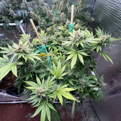 Harle Quin growlog timeline photo