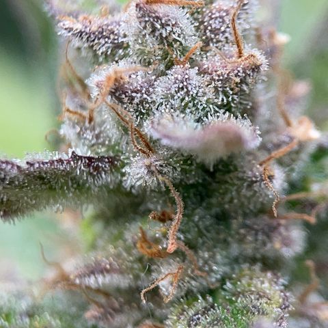 Harle Quin growlog timeline photo