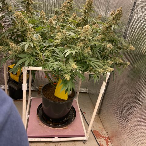 GI Jane growlog timeline photo