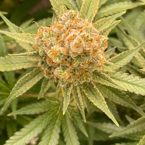 GI Jane growlog timeline photo