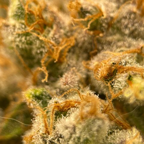 GI Jane growlog timeline photo