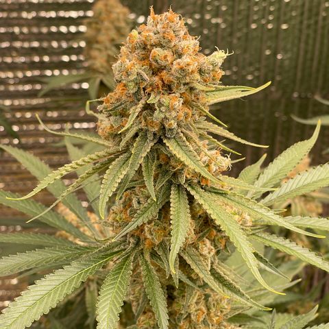 GI Jane growlog timeline photo