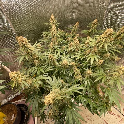 GI Jane growlog timeline photo