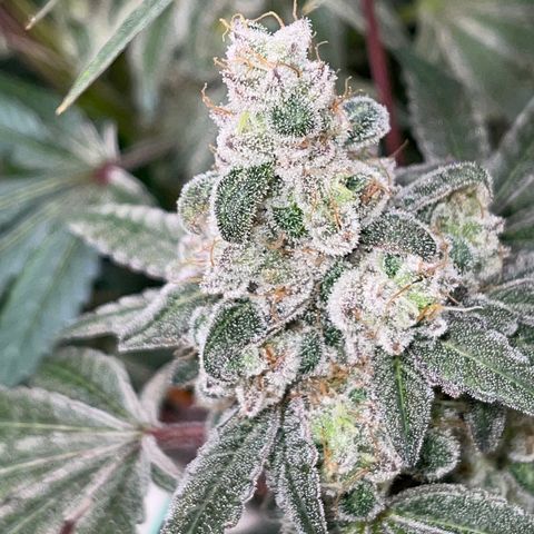 Princess Grodd growlog timeline photo