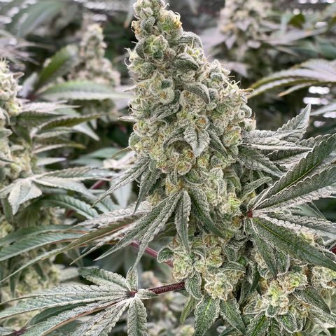 Princess Grodd growlog timeline photo