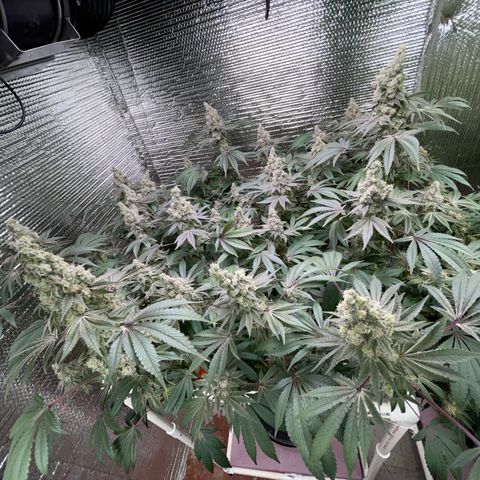 Princess Grodd growlog timeline photo